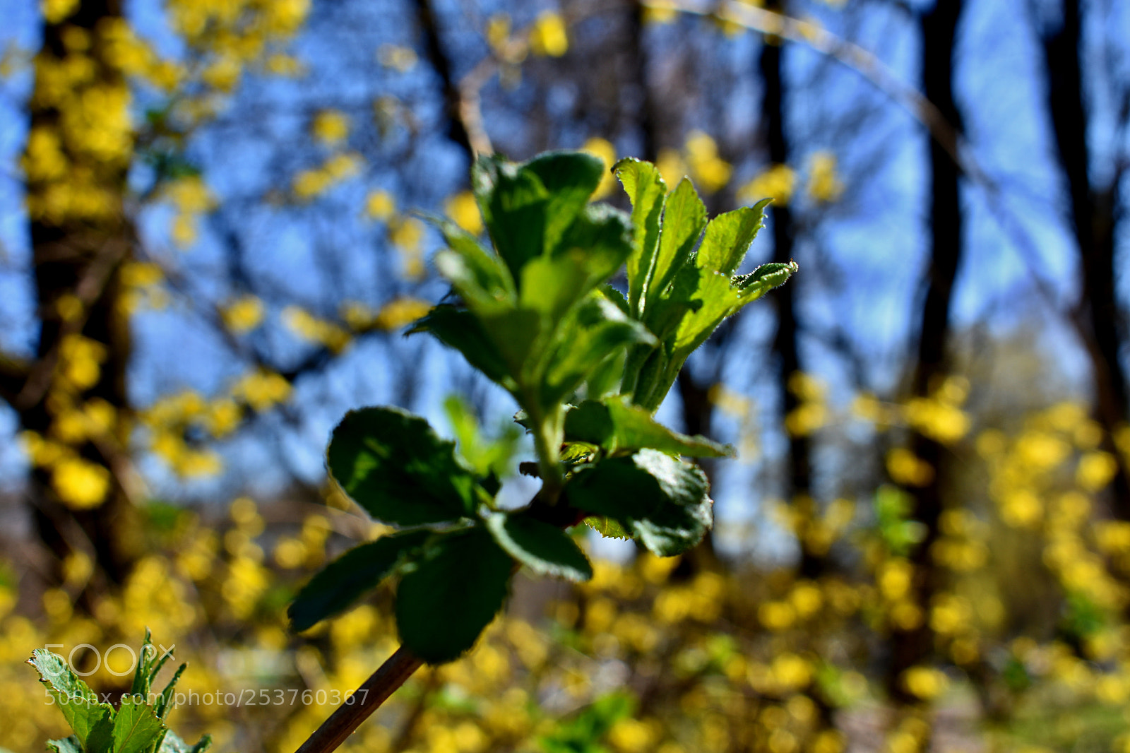 Nikon D3400 sample photo. Spring photography