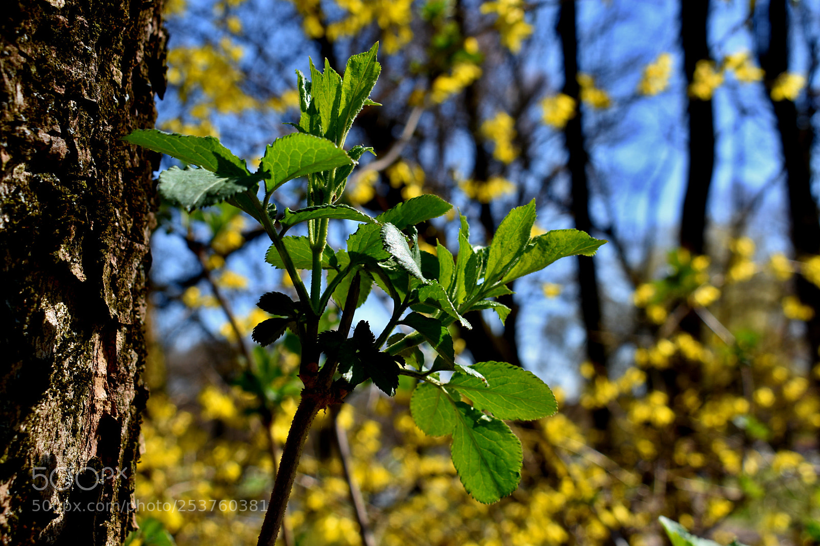 Nikon D3400 sample photo. Green photography