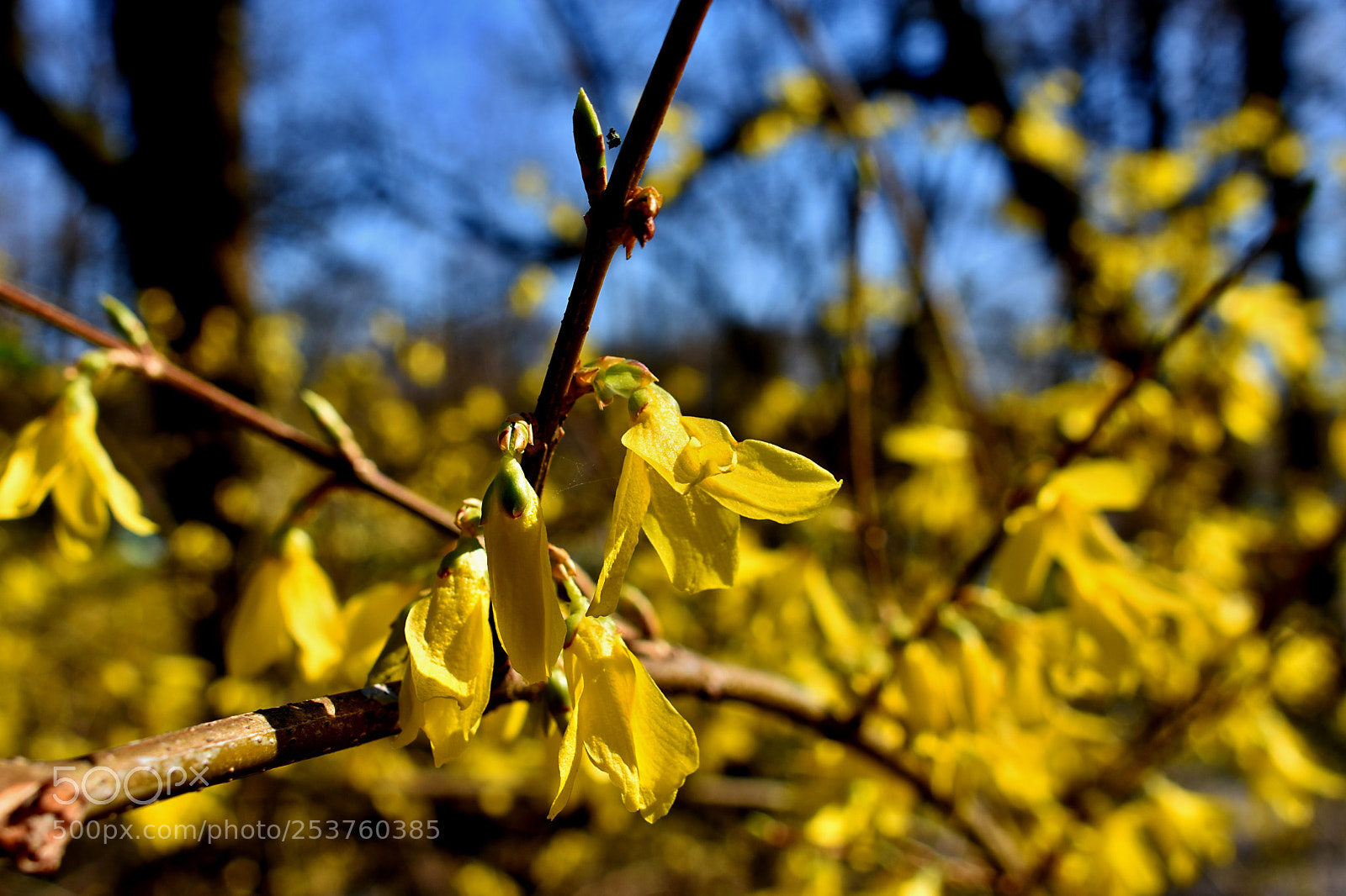 Nikon D3400 sample photo. Yellow flower photography