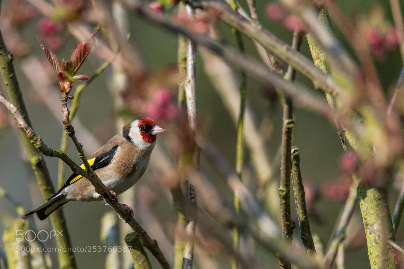 Nikon D850 sample photo. Cherry tree photography