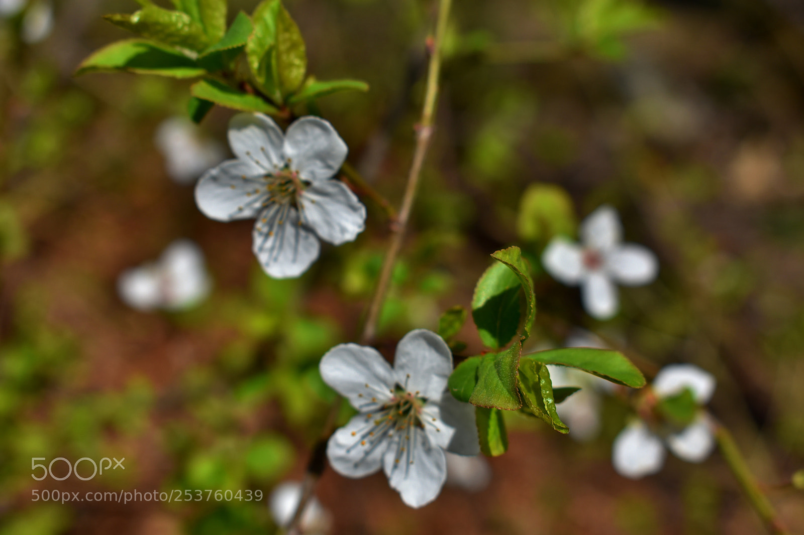Nikon D3400 sample photo. Blossoms photography