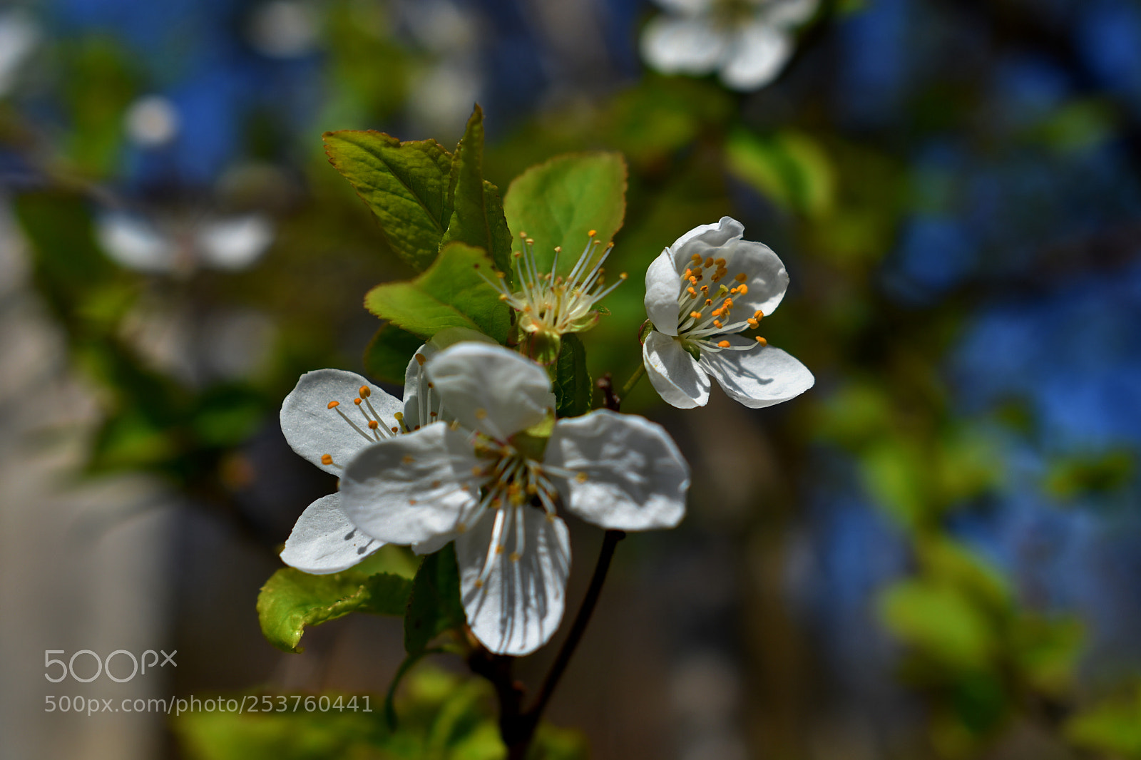 Nikon D3400 sample photo. Bloom photography