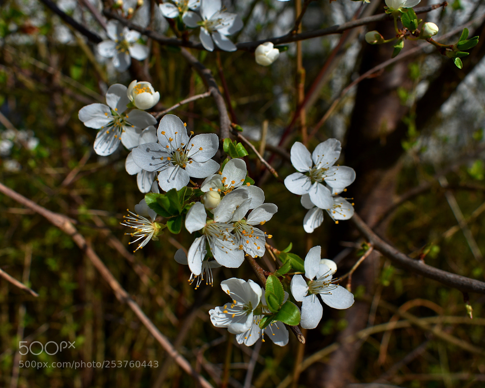 Nikon D3400 sample photo. Blooming photography