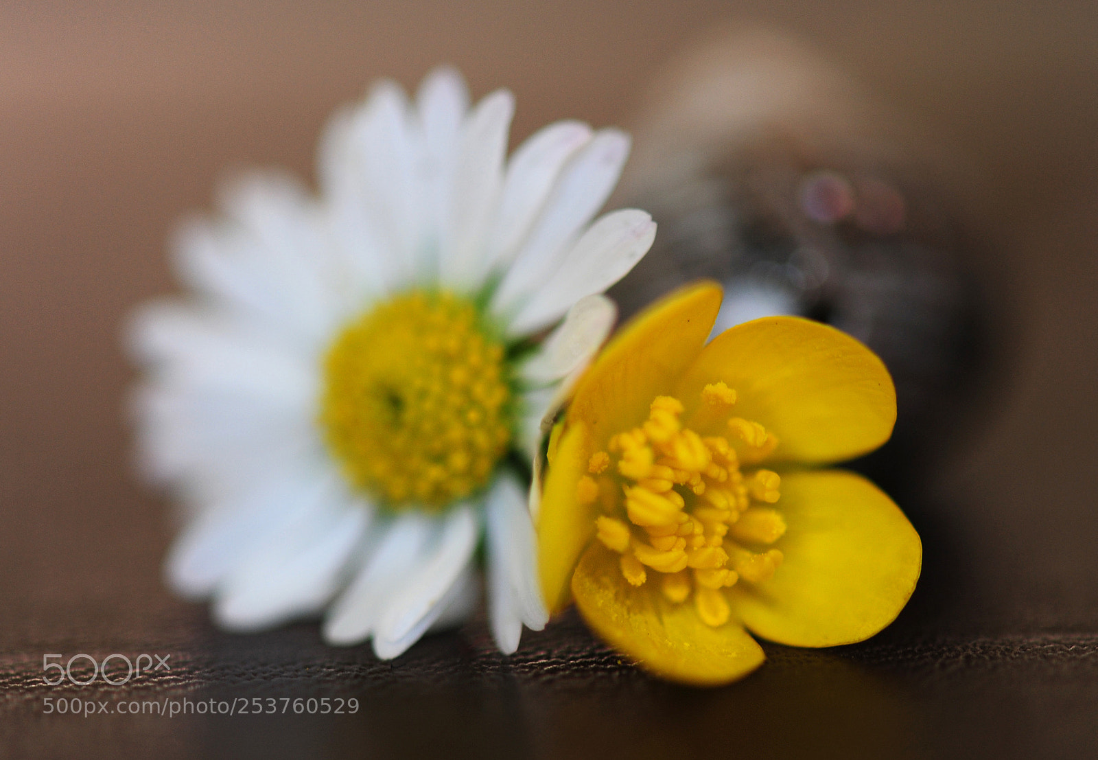 Nikon D700 sample photo. Flower composition photography