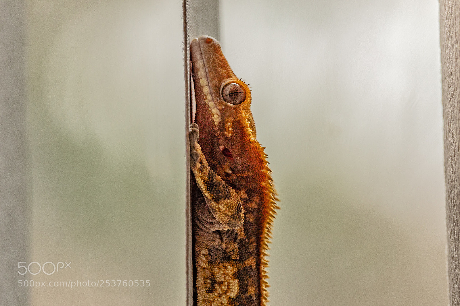 Canon EOS 1300D (EOS Rebel T6 / EOS Kiss X80) sample photo. Crested gecko photography