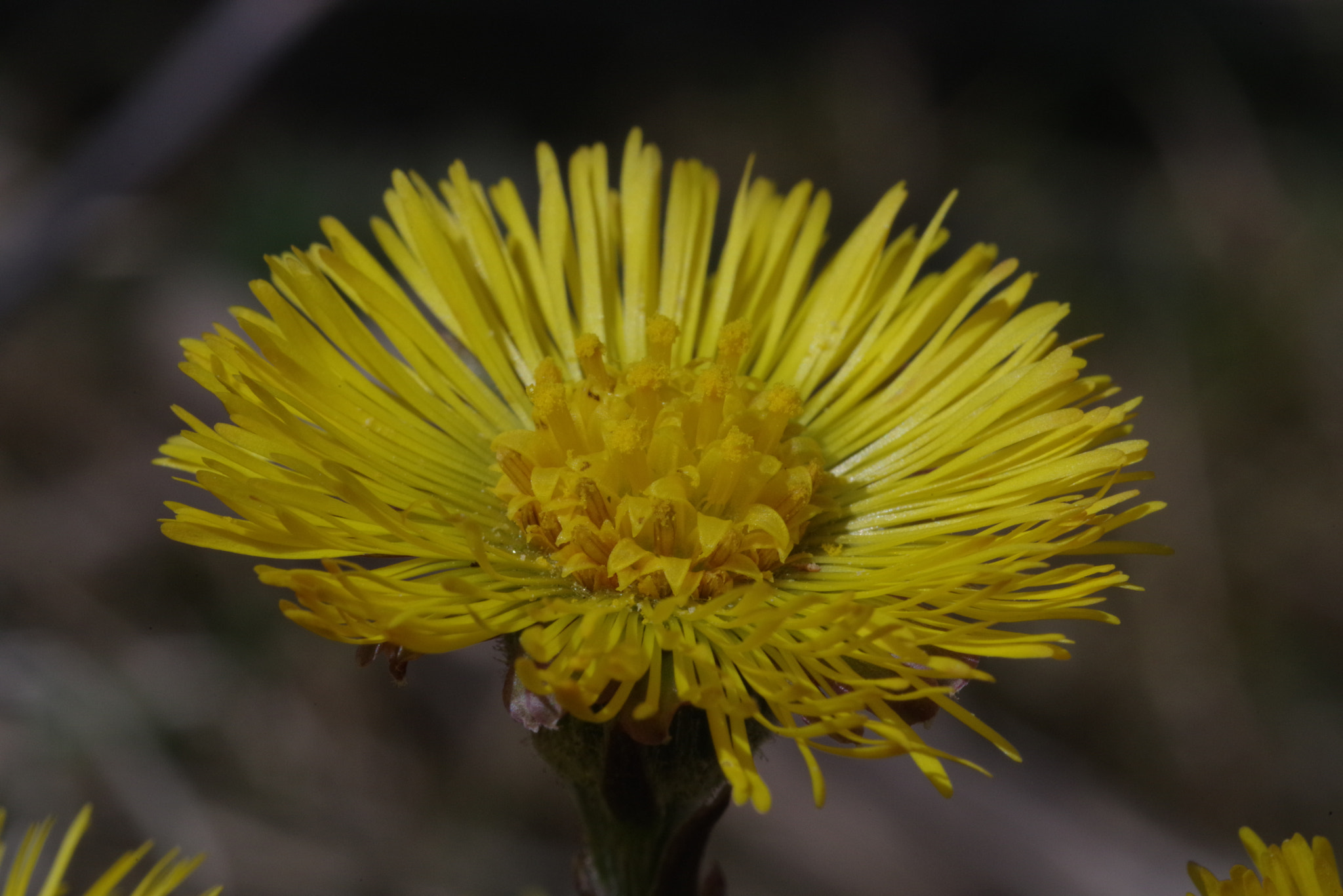 Pentax smc D-FA 100mm F2.8 Macro WR sample photo. True yellow photography