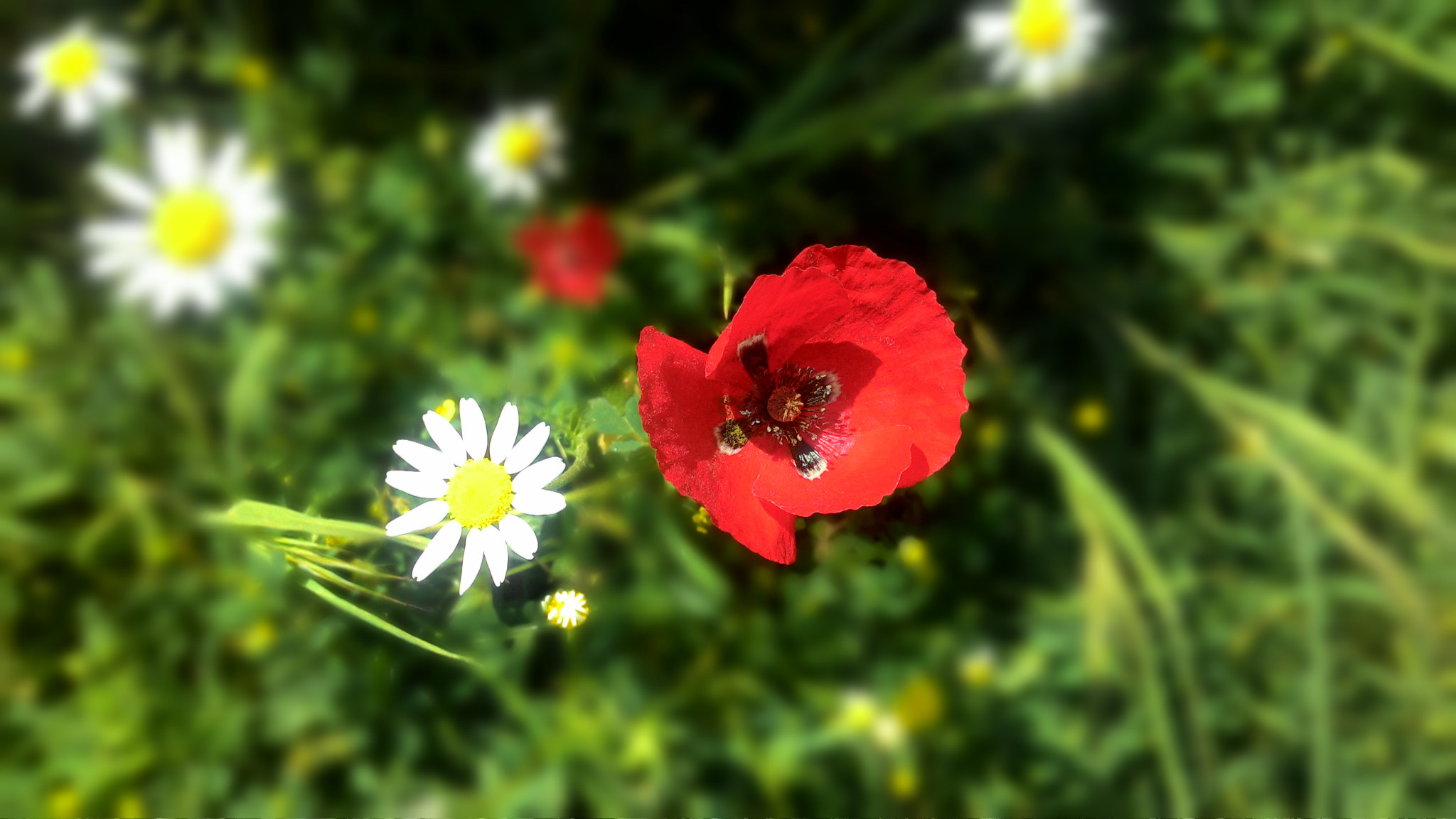 ASUS Z002 sample photo