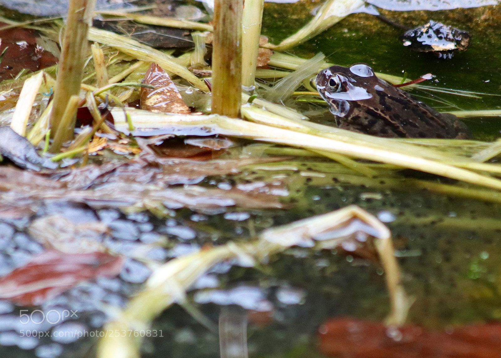 Canon EOS 77D (EOS 9000D / EOS 770D) sample photo. Frog and it's babies photography
