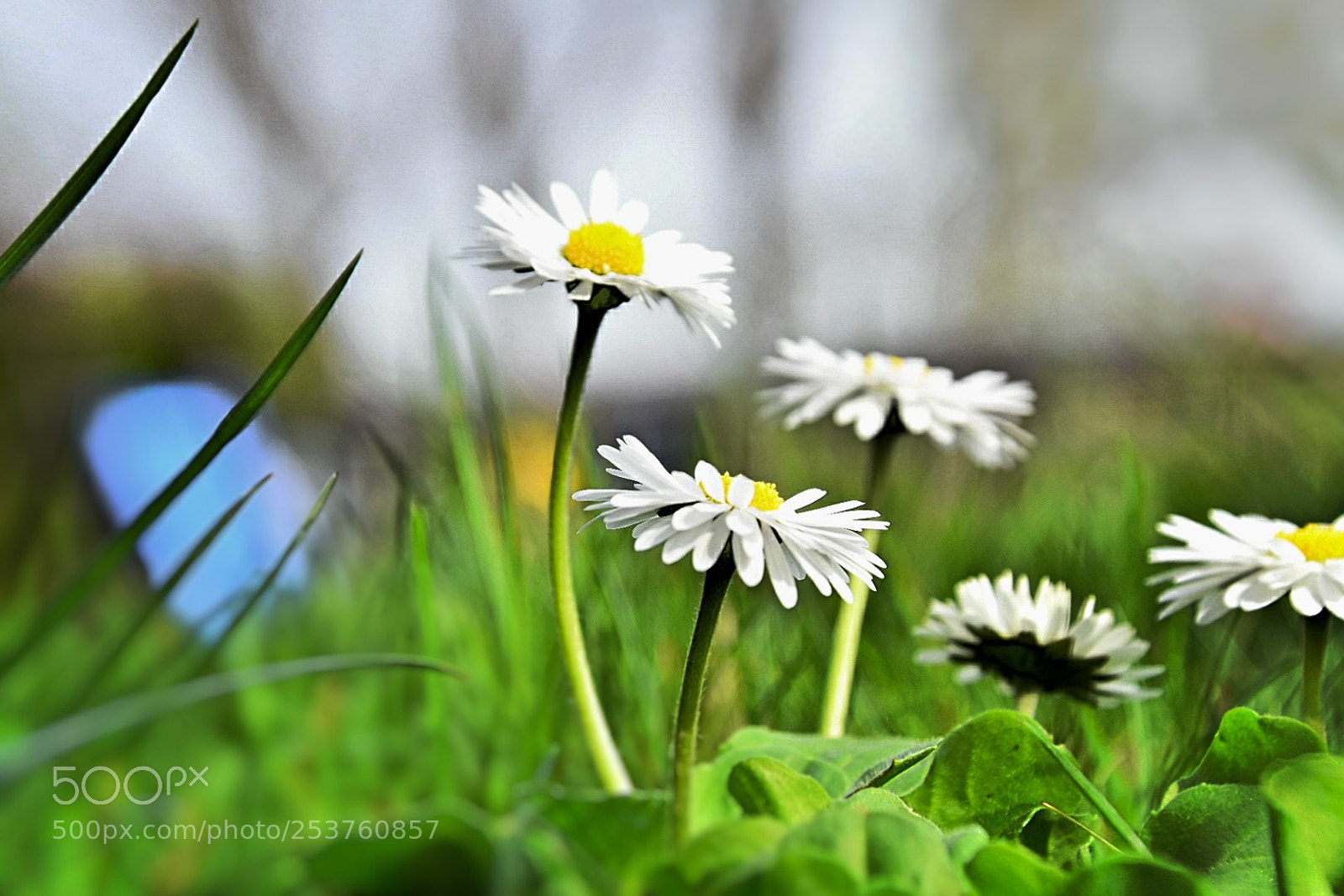 Nikon D5300 sample photo. Gänseblümchen familie! photography
