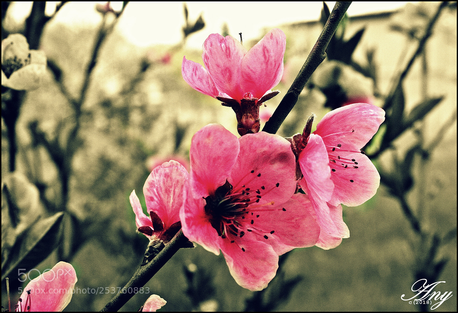 Canon EOS 40D sample photo. .... photography