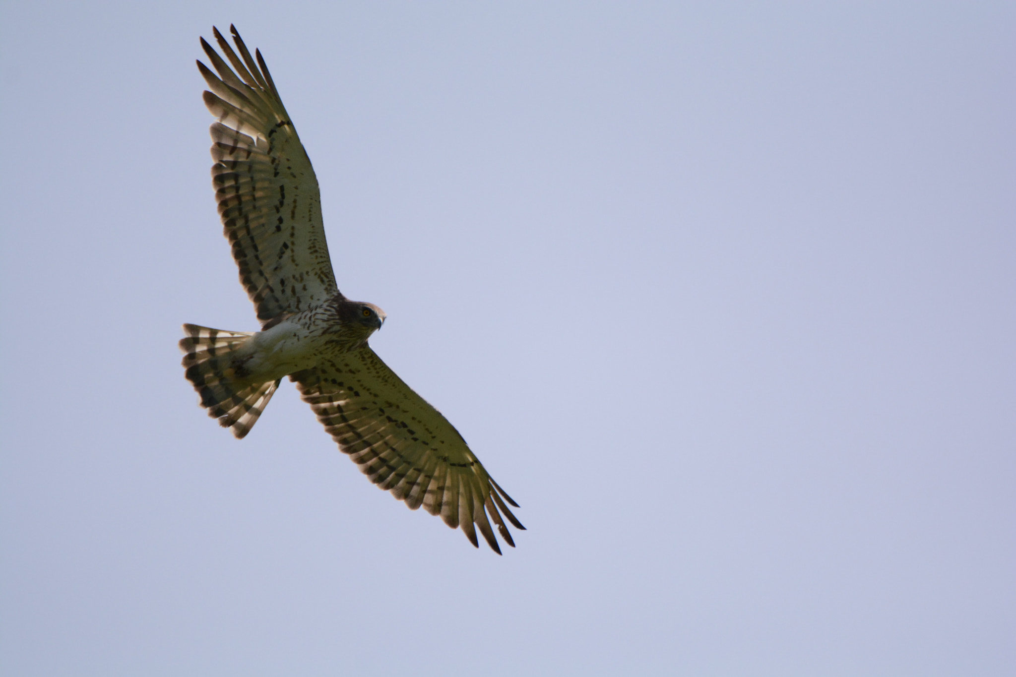 Nikon D5200 sample photo. Harrier photography