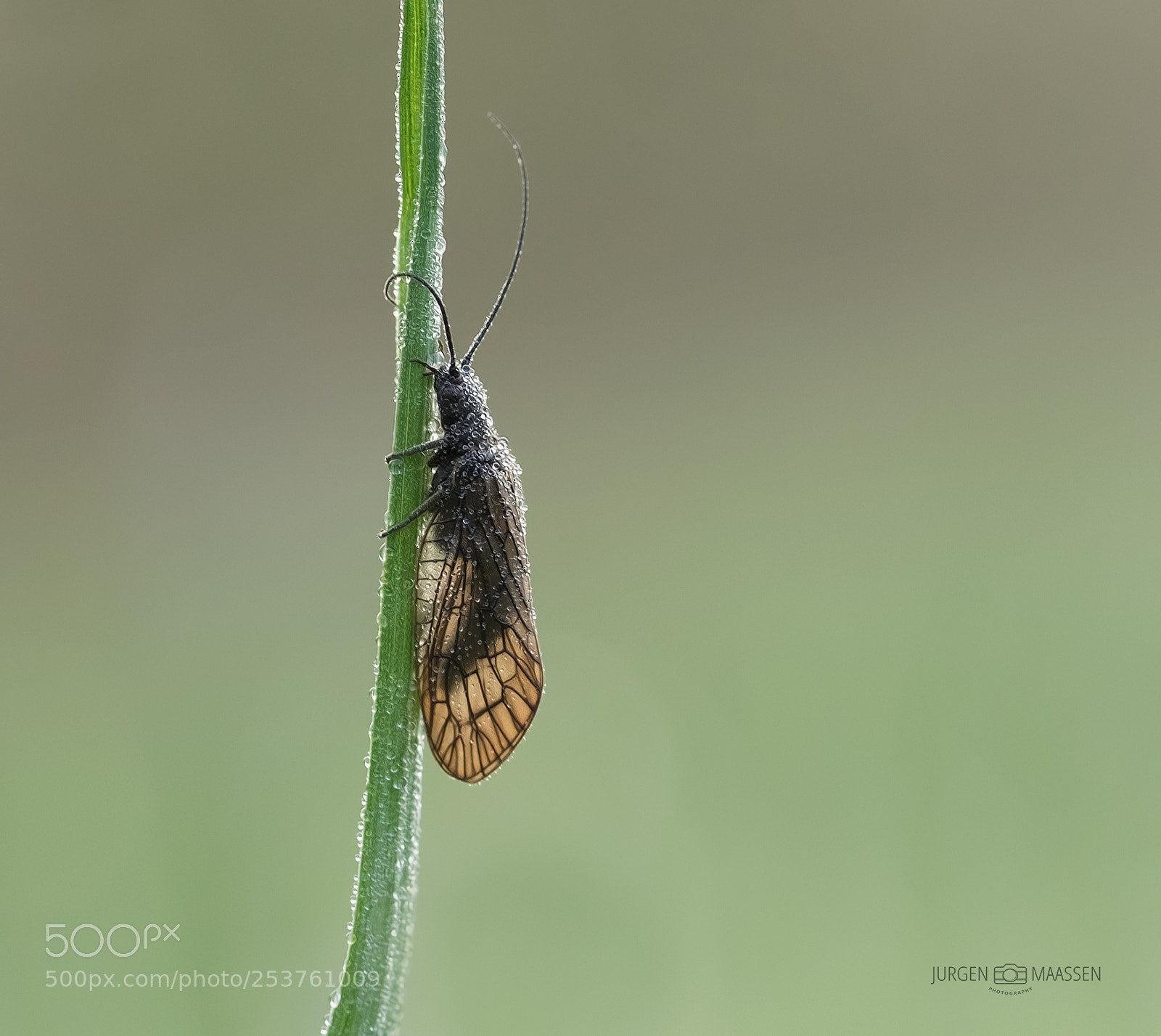 Canon EOS 7D Mark II sample photo. Alderfly. photography