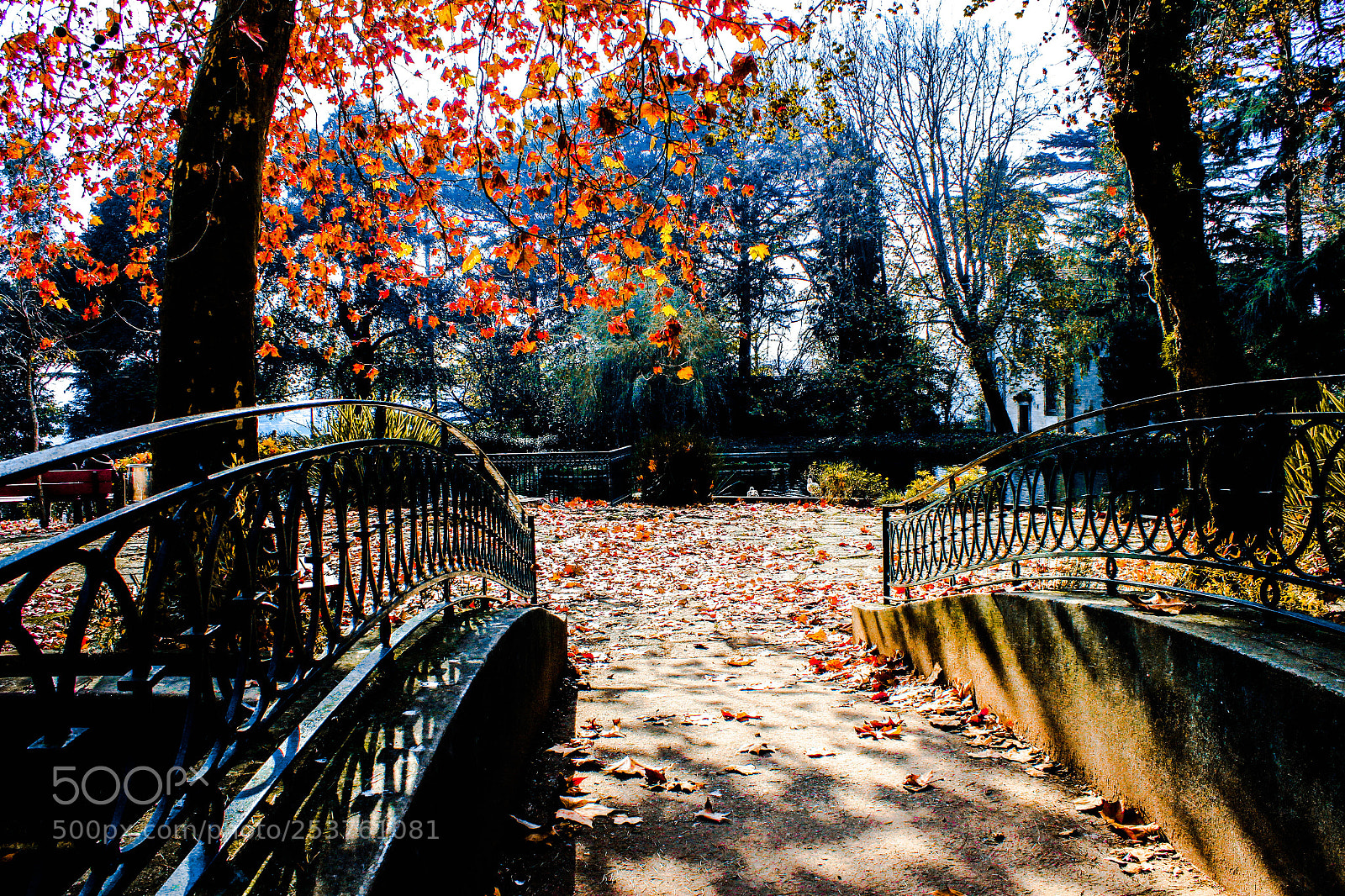 Canon EOS 600D (Rebel EOS T3i / EOS Kiss X5) sample photo. Autumn leaves photography
