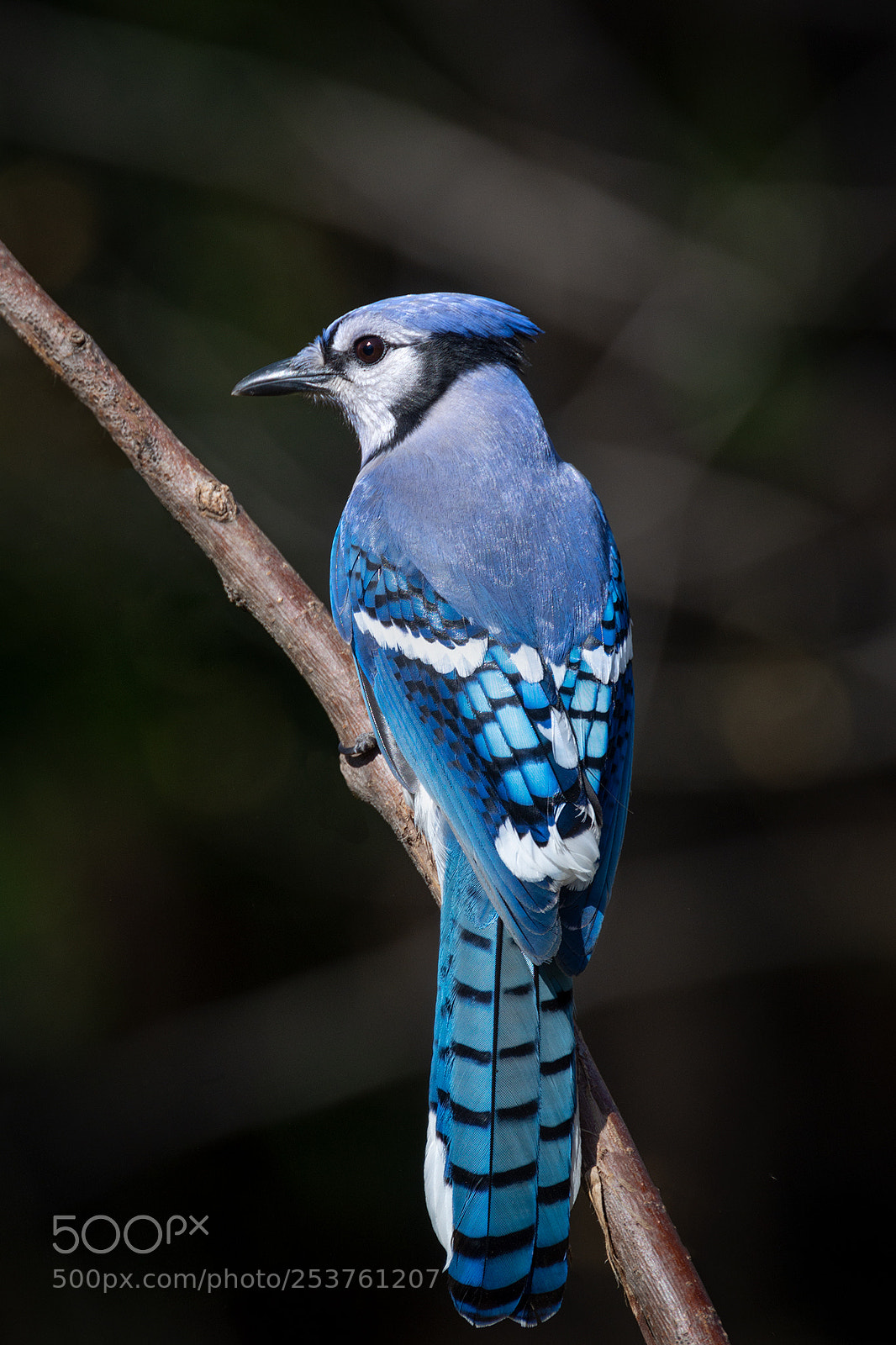 Nikon D7100 sample photo. Blue jay photography