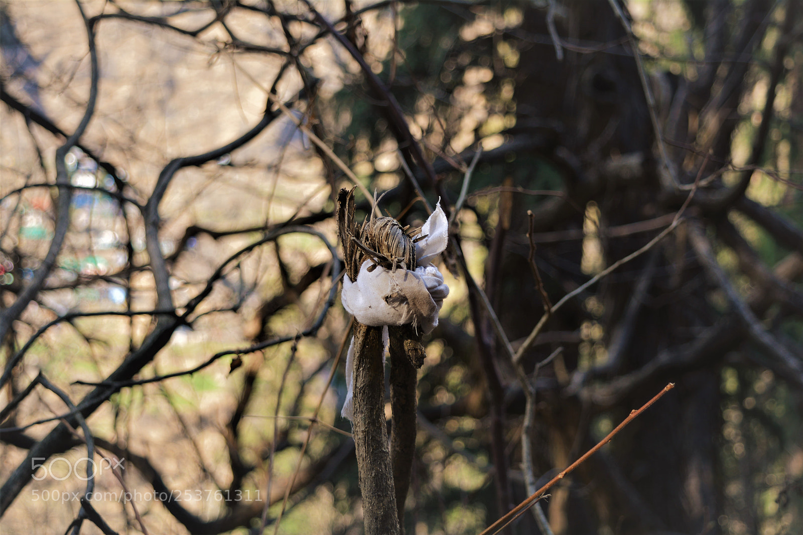 Nikon D5200 sample photo. Dsc_6751: them twisted bonds. photography