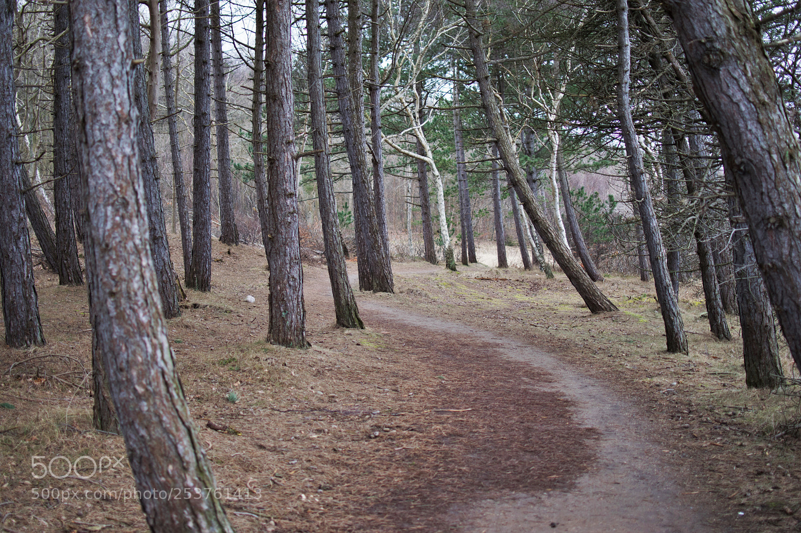 Nikon D3300 sample photo. The woods photography