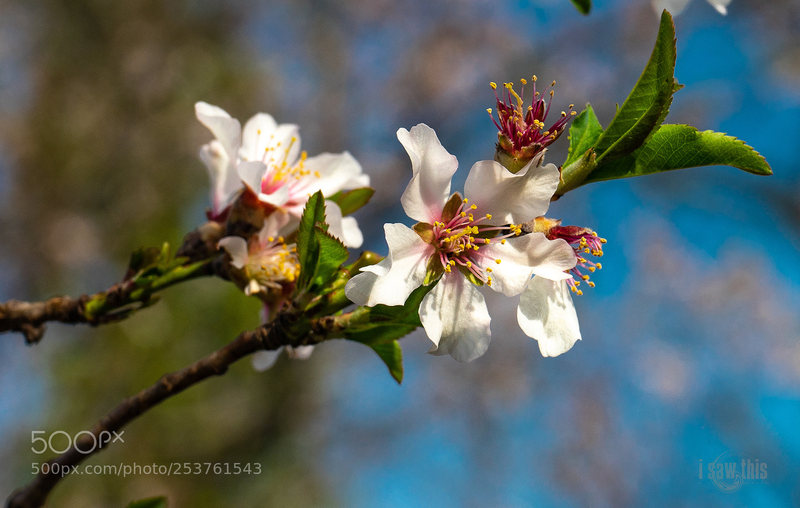 Sony a7 II sample photo. Spring smile photography