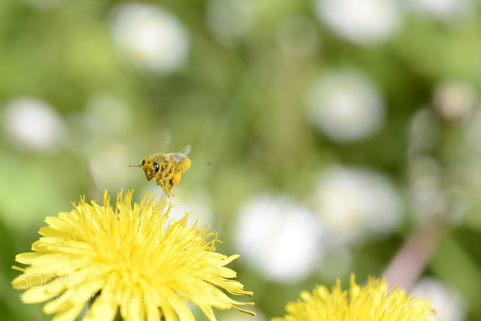 Nikon D800 sample photo. Flying bee   photography