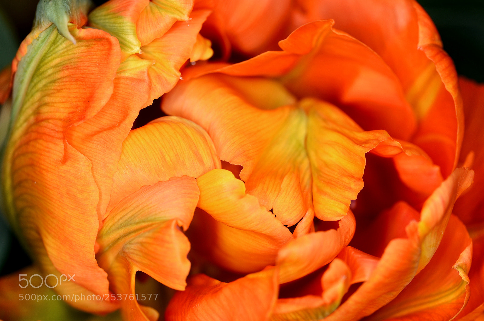 Nikon D7000 sample photo. Tulip orca ... unfolding slowly photography