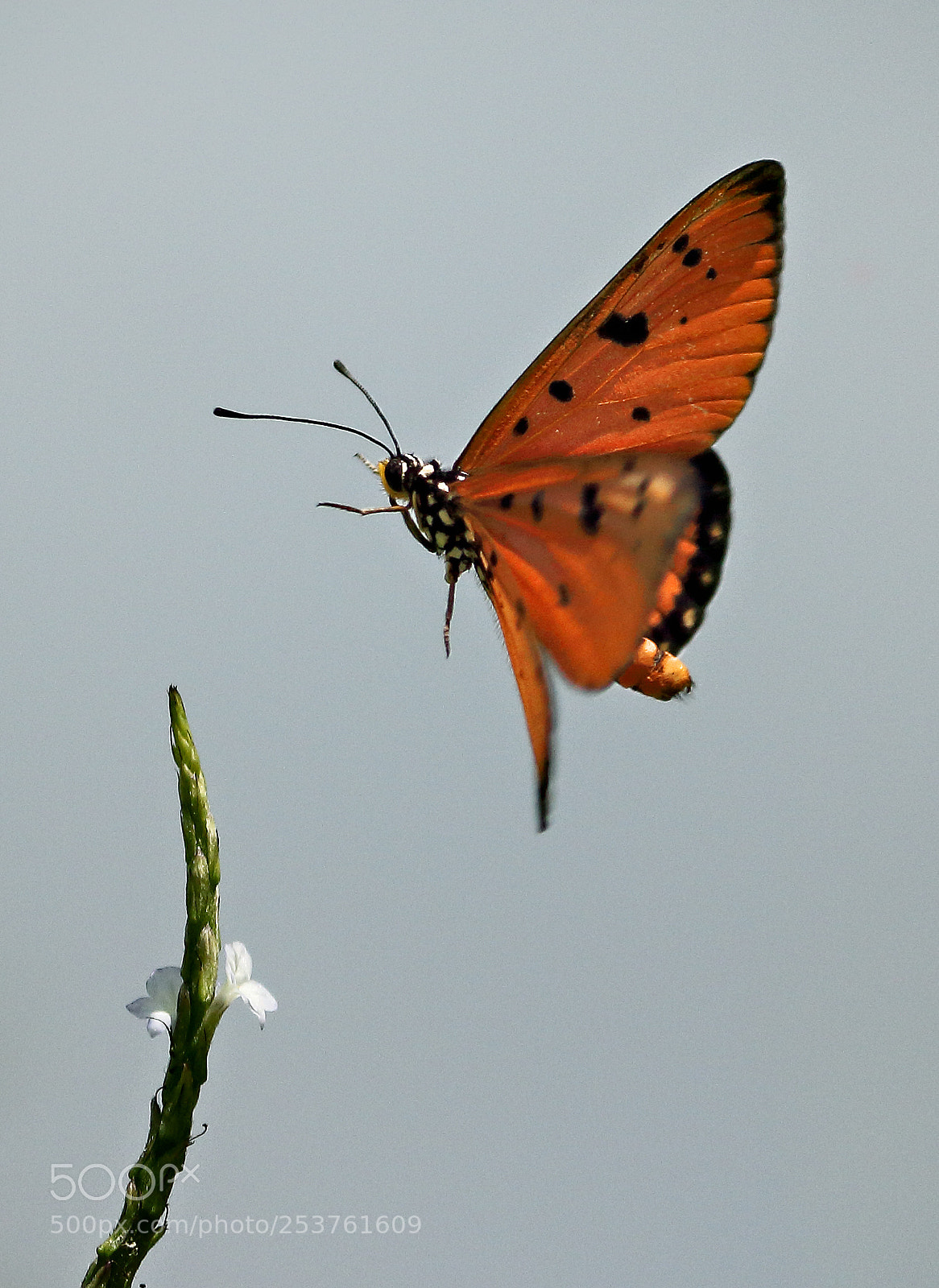 Canon EOS 700D (EOS Rebel T5i / EOS Kiss X7i) sample photo. Flying photography