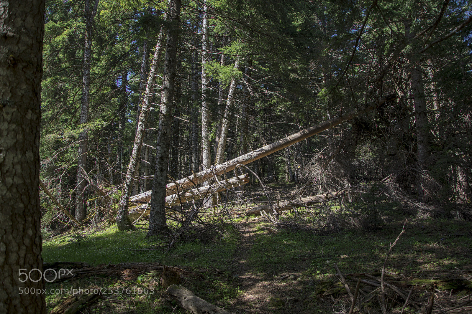 Nikon D5200 sample photo. Following the path photography