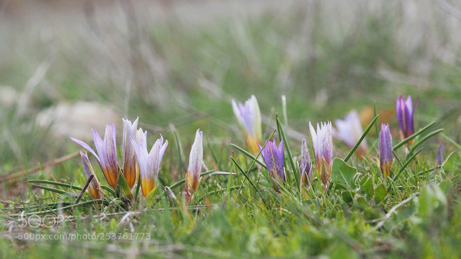Olympus OM-D E-M5 II sample photo. Spring flowers... photography