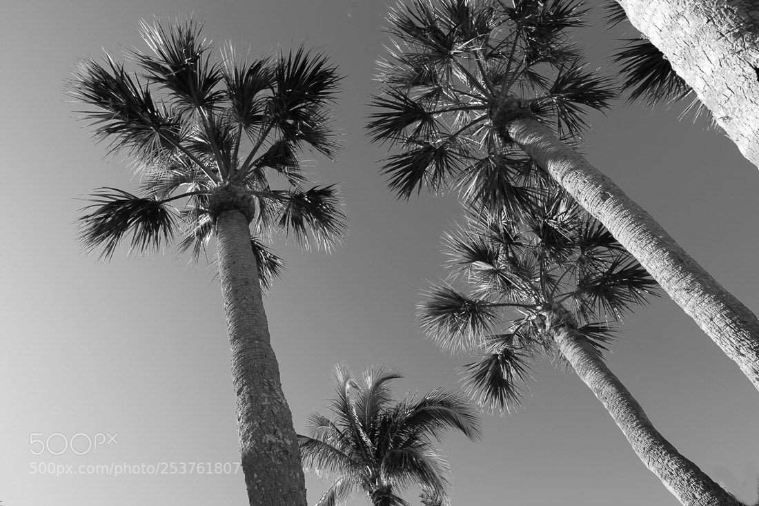 Nikon D5500 sample photo. Sky palms, sanibel island photography