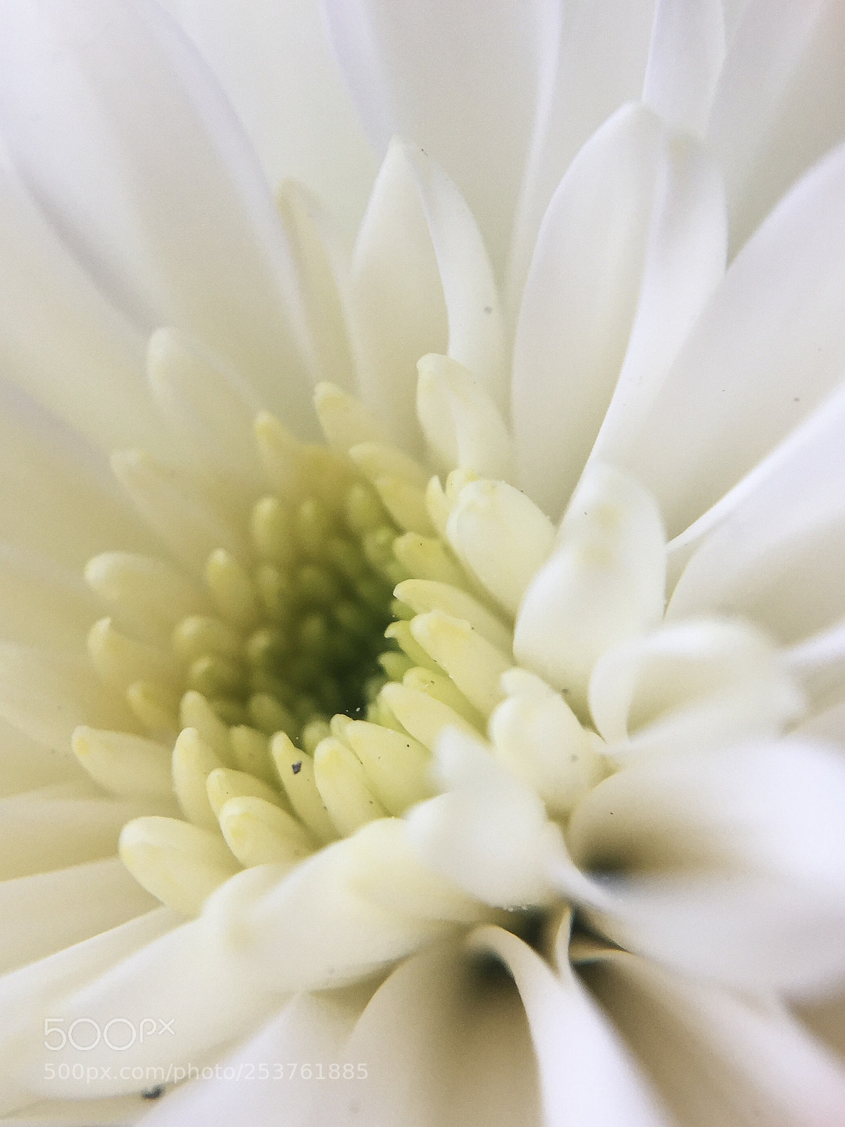 Apple iPhone 6 Plus sample photo. Flower photography