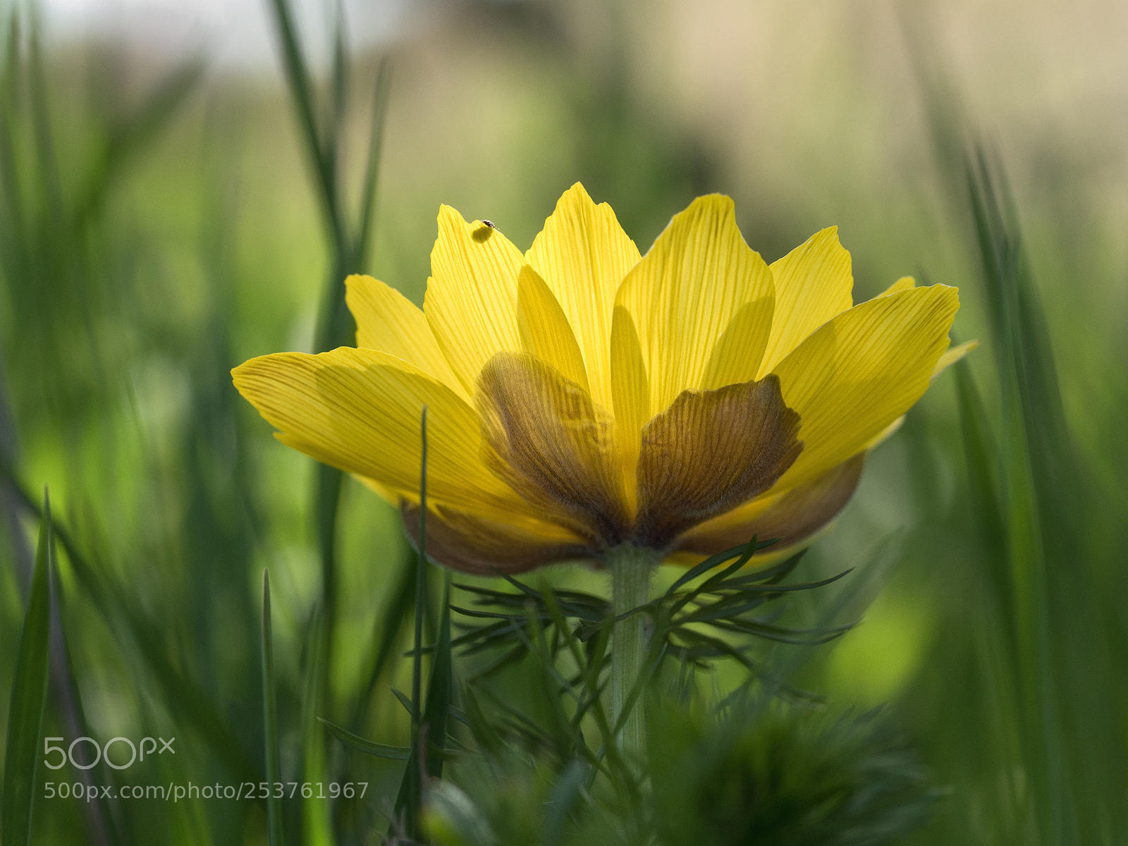 Olympus OM-D E-M5 II sample photo. Yellow spring photography