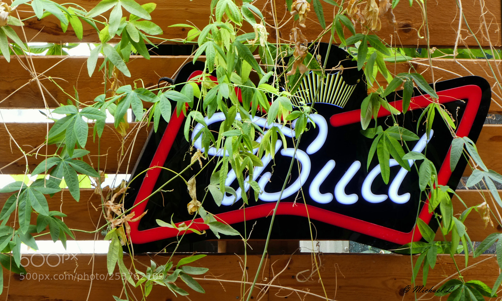 Panasonic DMC-TZ81 sample photo. Bud photography
