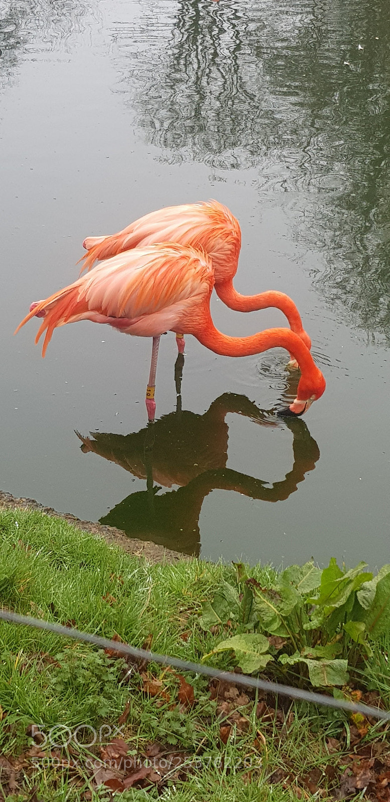 Samsung Galaxy S8 sample photo. Twoflamingoes () photography