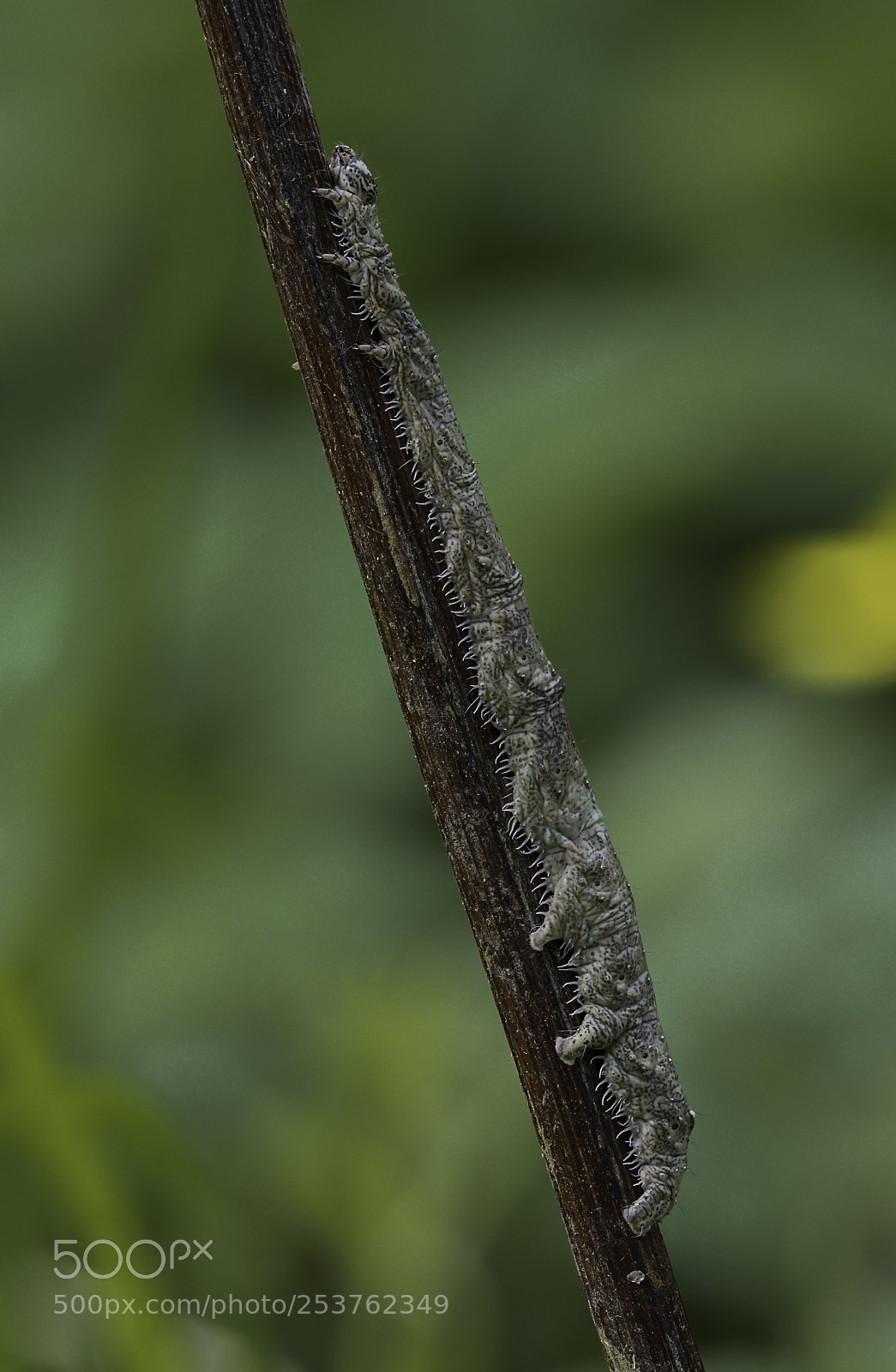 Olympus OM-D E-M1 Mark II sample photo. Catocala fraxini photography