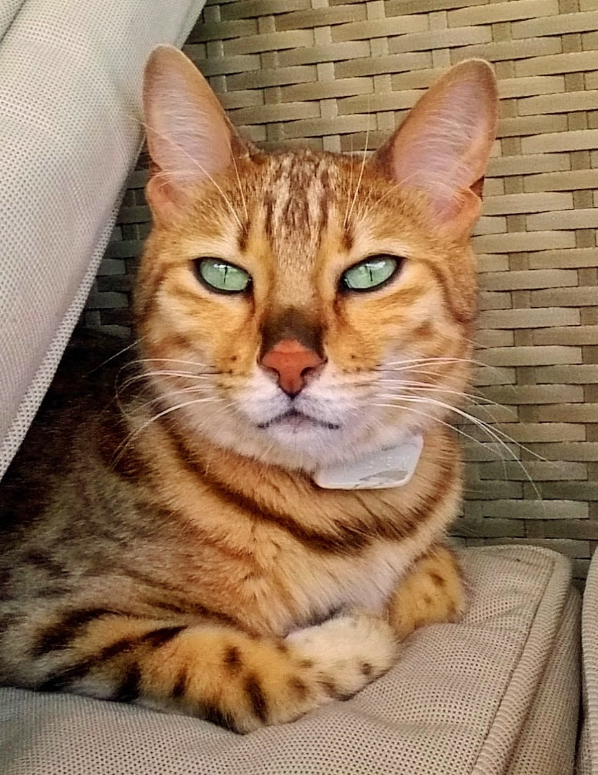 Samsung Galaxy A3 sample photo. Meine bengal katze fugu photography