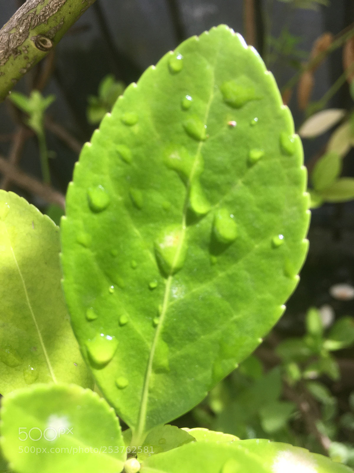 Apple iPhone SE sample photo. Untitled photography