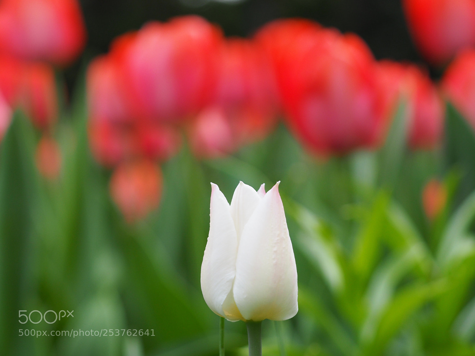 Olympus OM-D E-M5 II sample photo. Tulpen photography