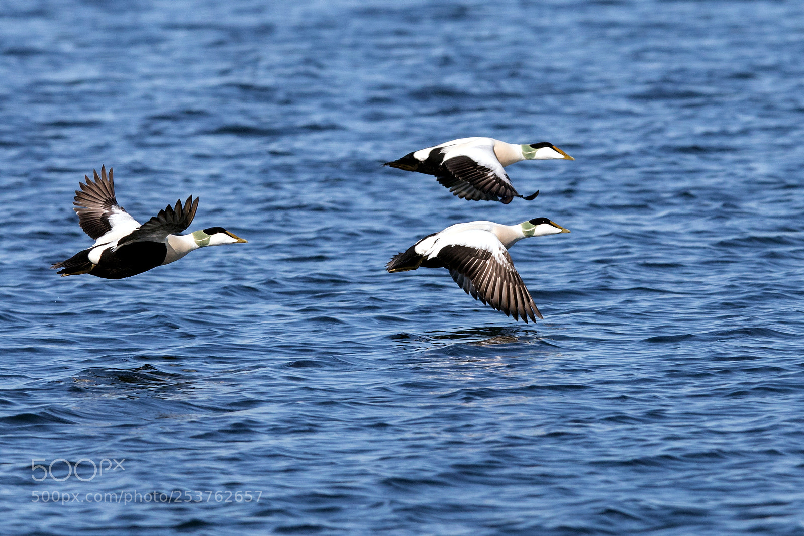 Canon EOS 5D Mark IV sample photo. Common eider photography