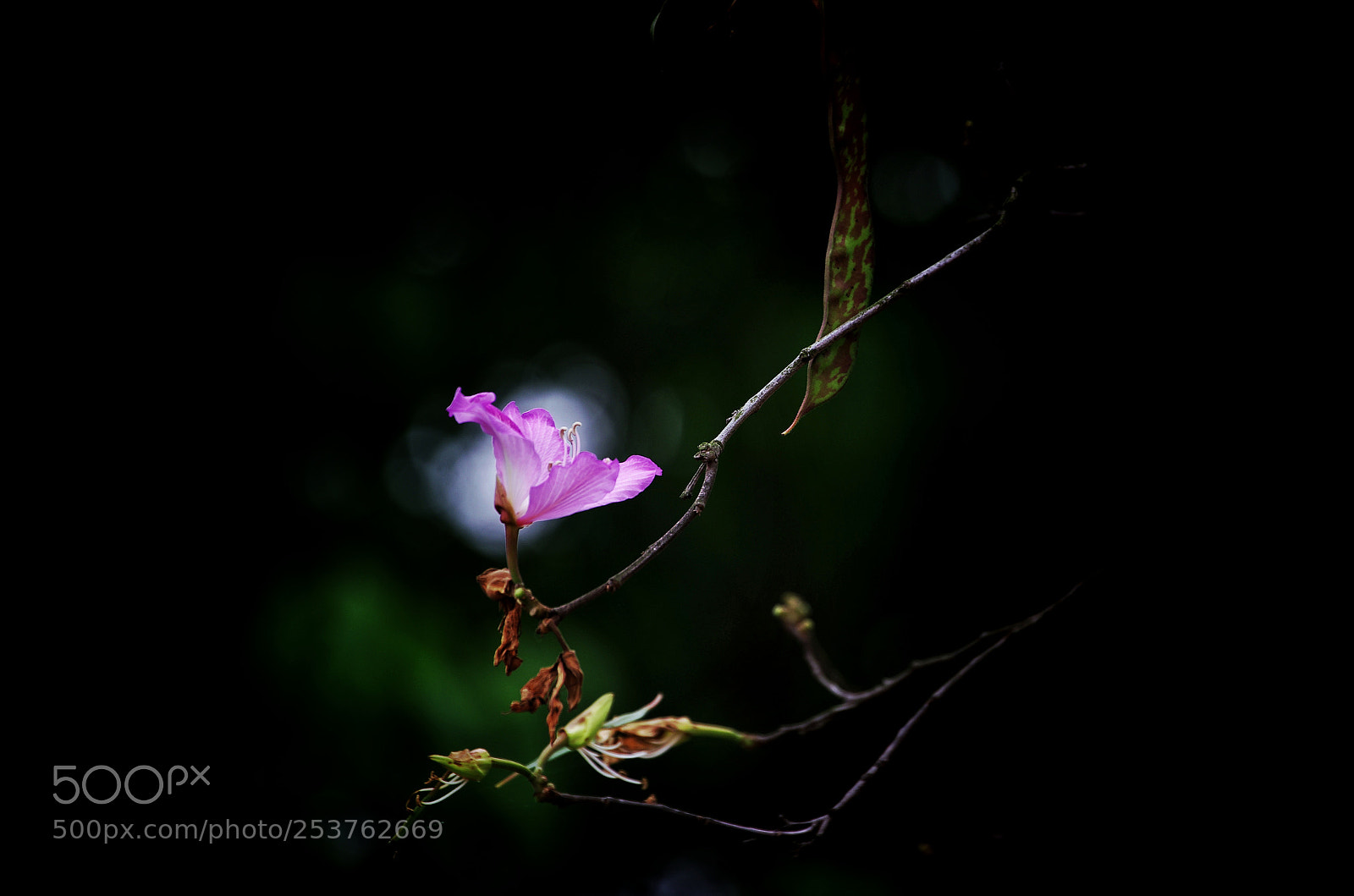 Pentax K-5 sample photo. Red photography