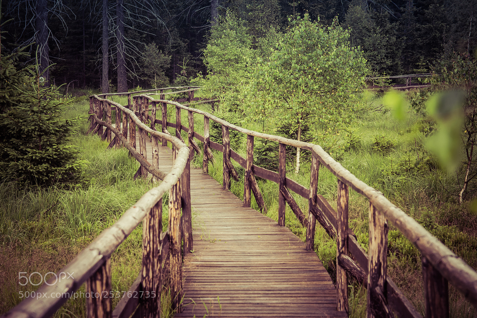 Canon EOS 600D (Rebel EOS T3i / EOS Kiss X5) sample photo. Forest track photography