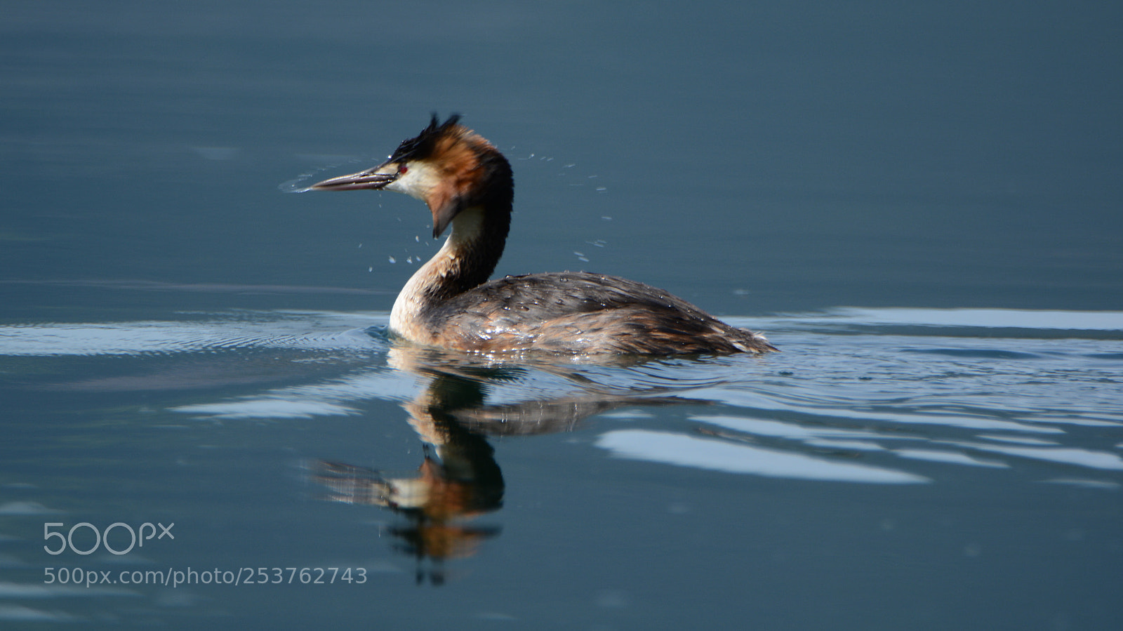 Nikon D5200 sample photo. Grebe photography