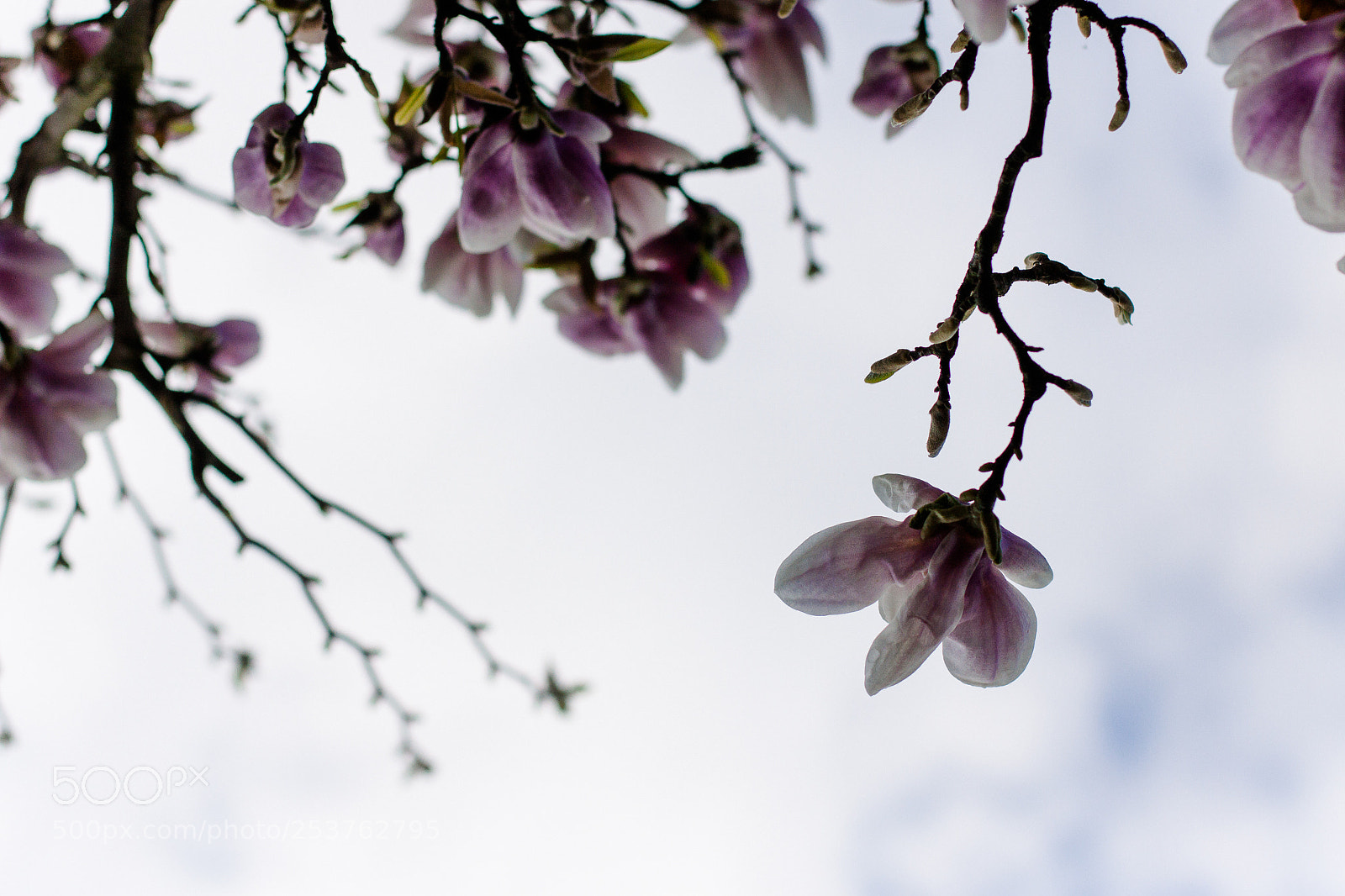 Canon EOS 50D sample photo. Magnolia sky photography