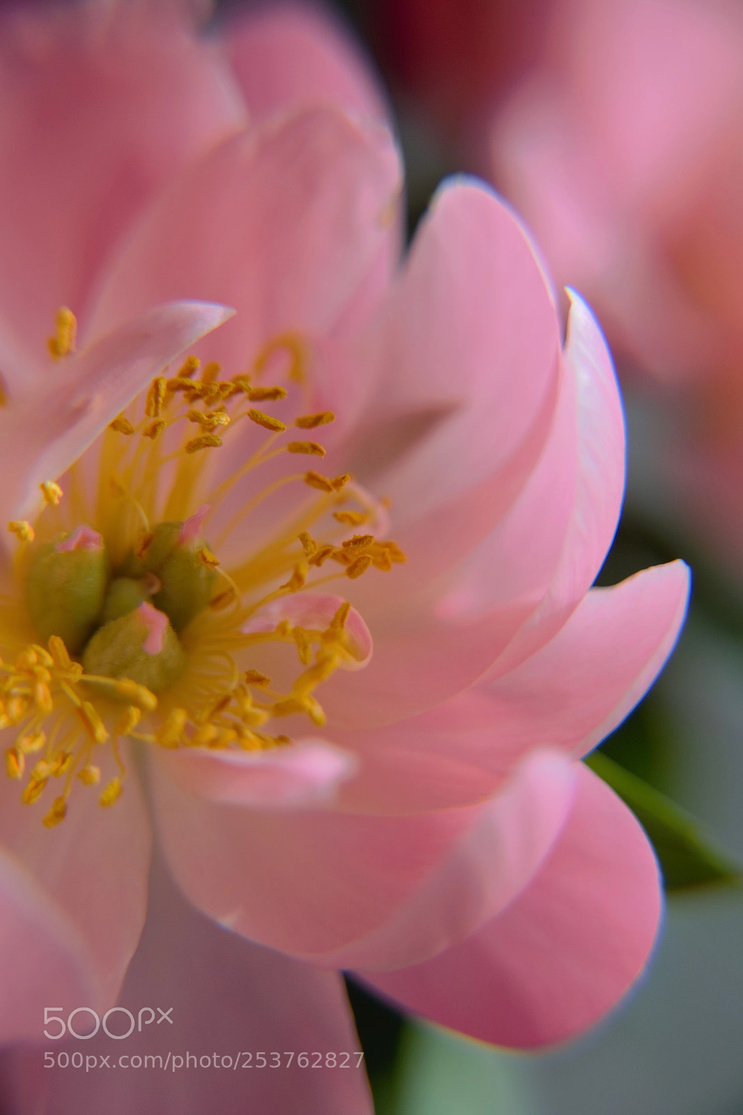 Nikon D3100 sample photo. Here are you? photography