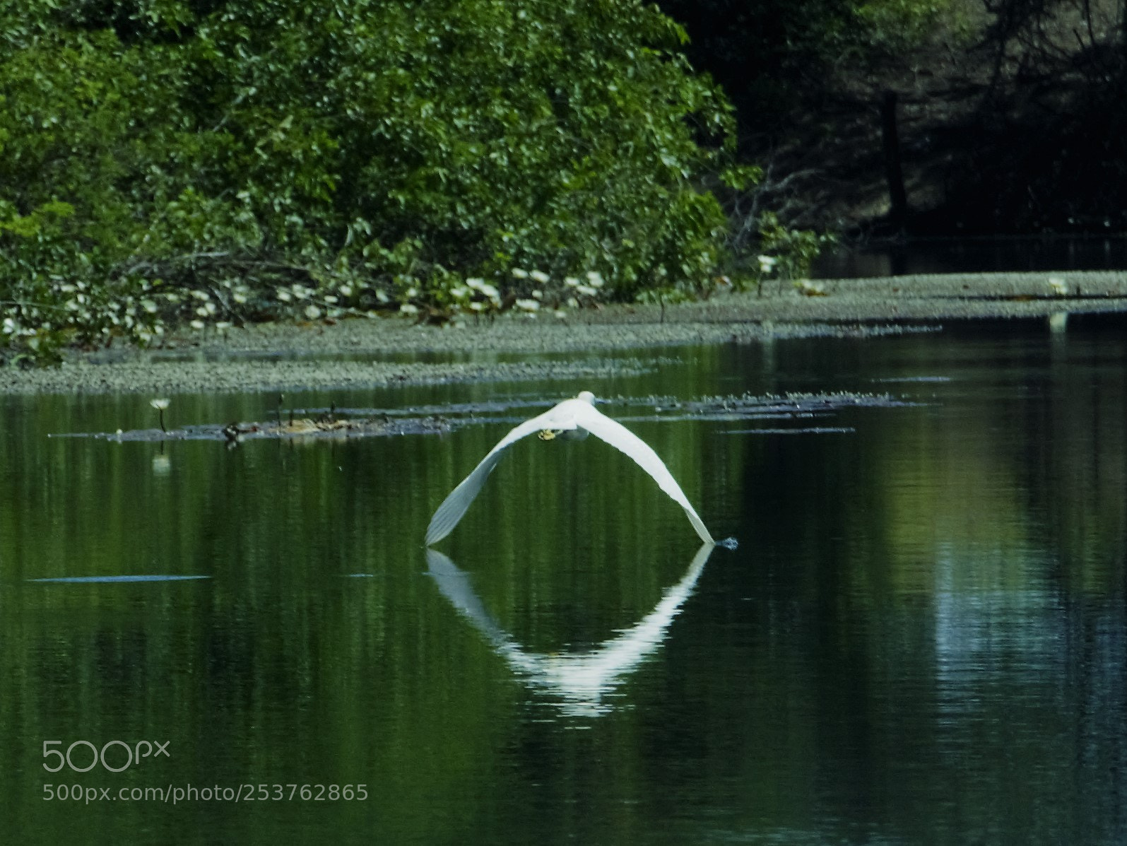 Nikon D7000 sample photo. Ave sobre el agua photography
