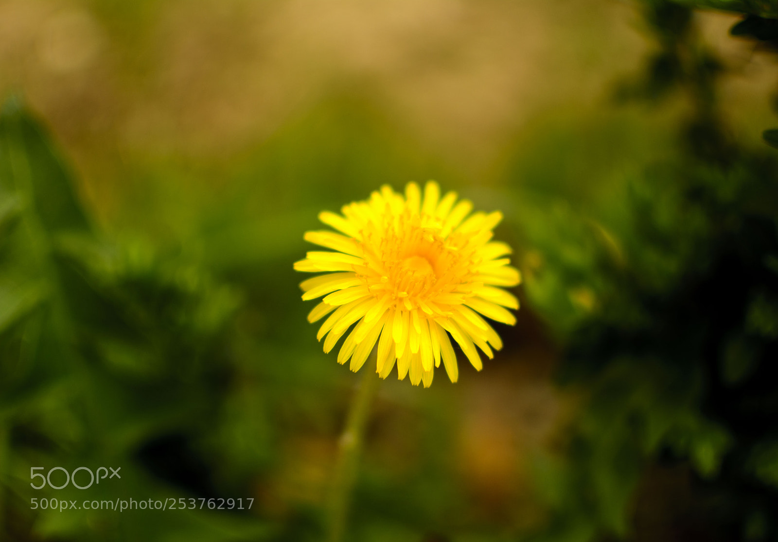 Nikon D7100 sample photo. Rucola photography