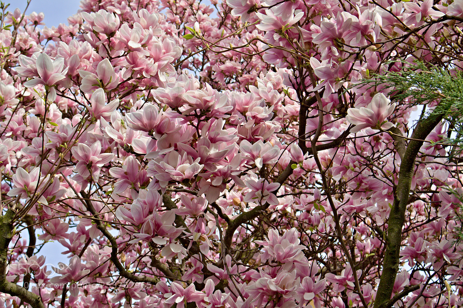 Canon EOS 50D sample photo. Spring photography