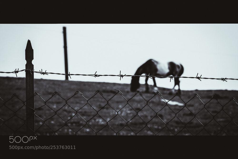 Canon EOS 70D sample photo. Horse photography
