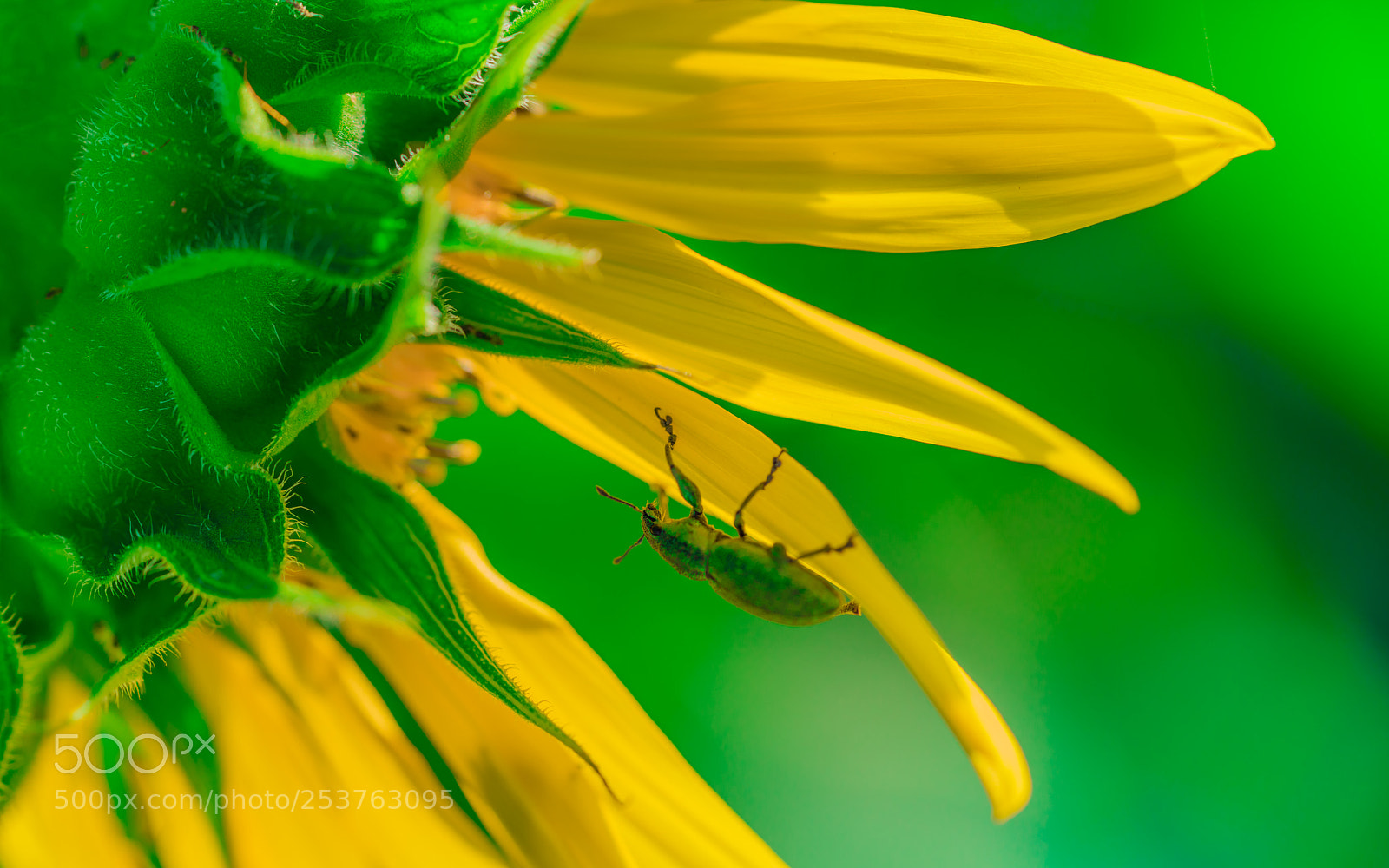 Sony a7R III sample photo. Weevil photography