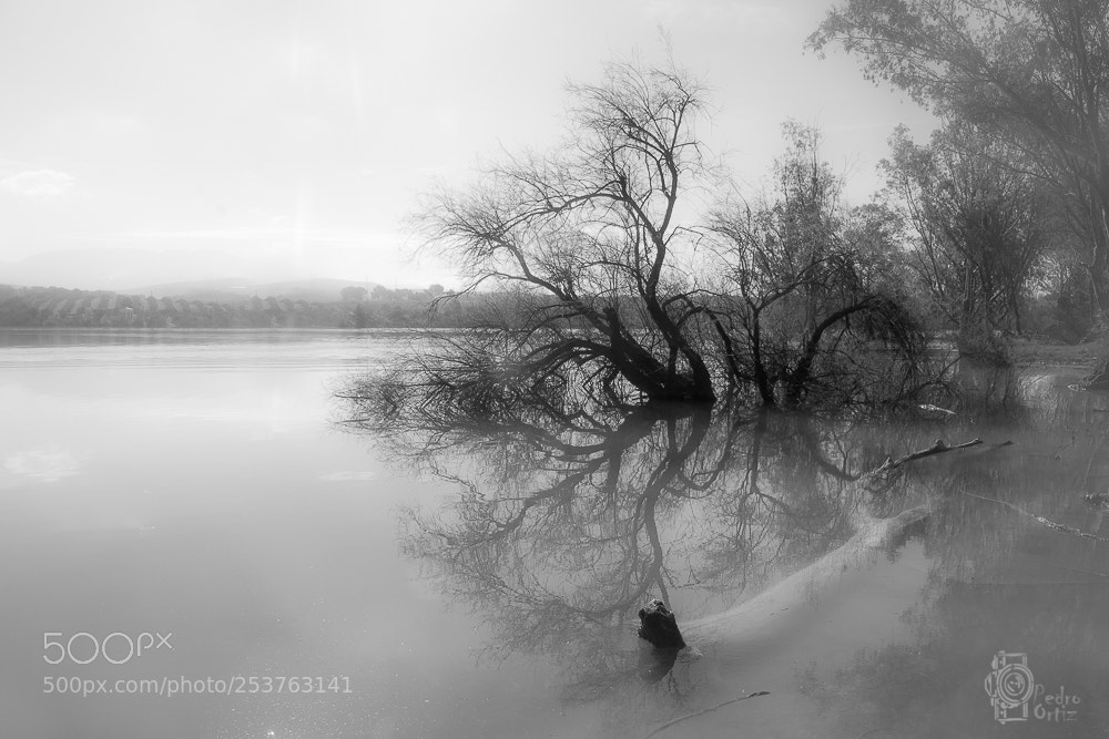 Nikon D7100 sample photo. Niebla sobre el pantano photography