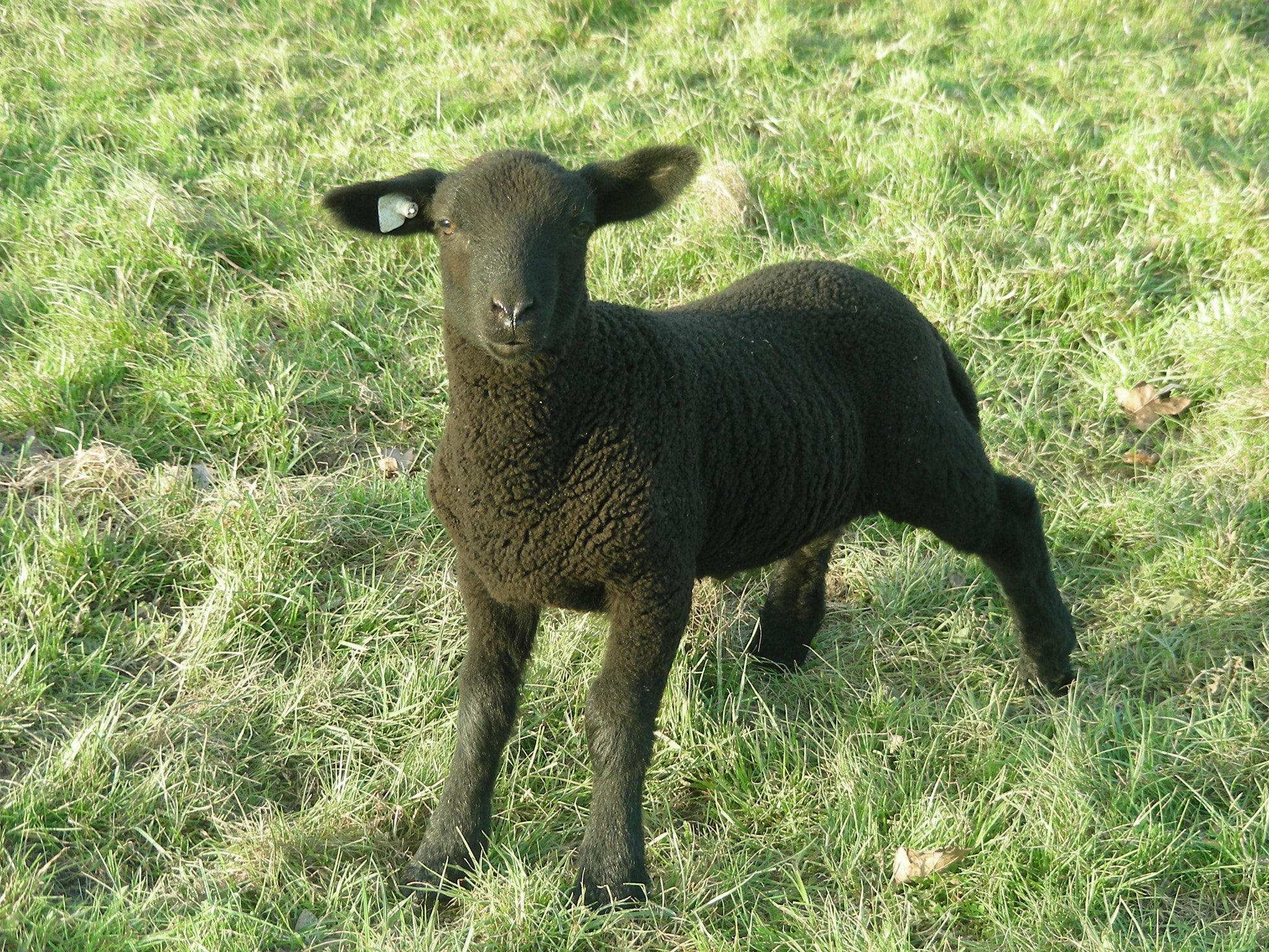 Nikon COOLPIX S10 sample photo. Lambs and sheeps photography