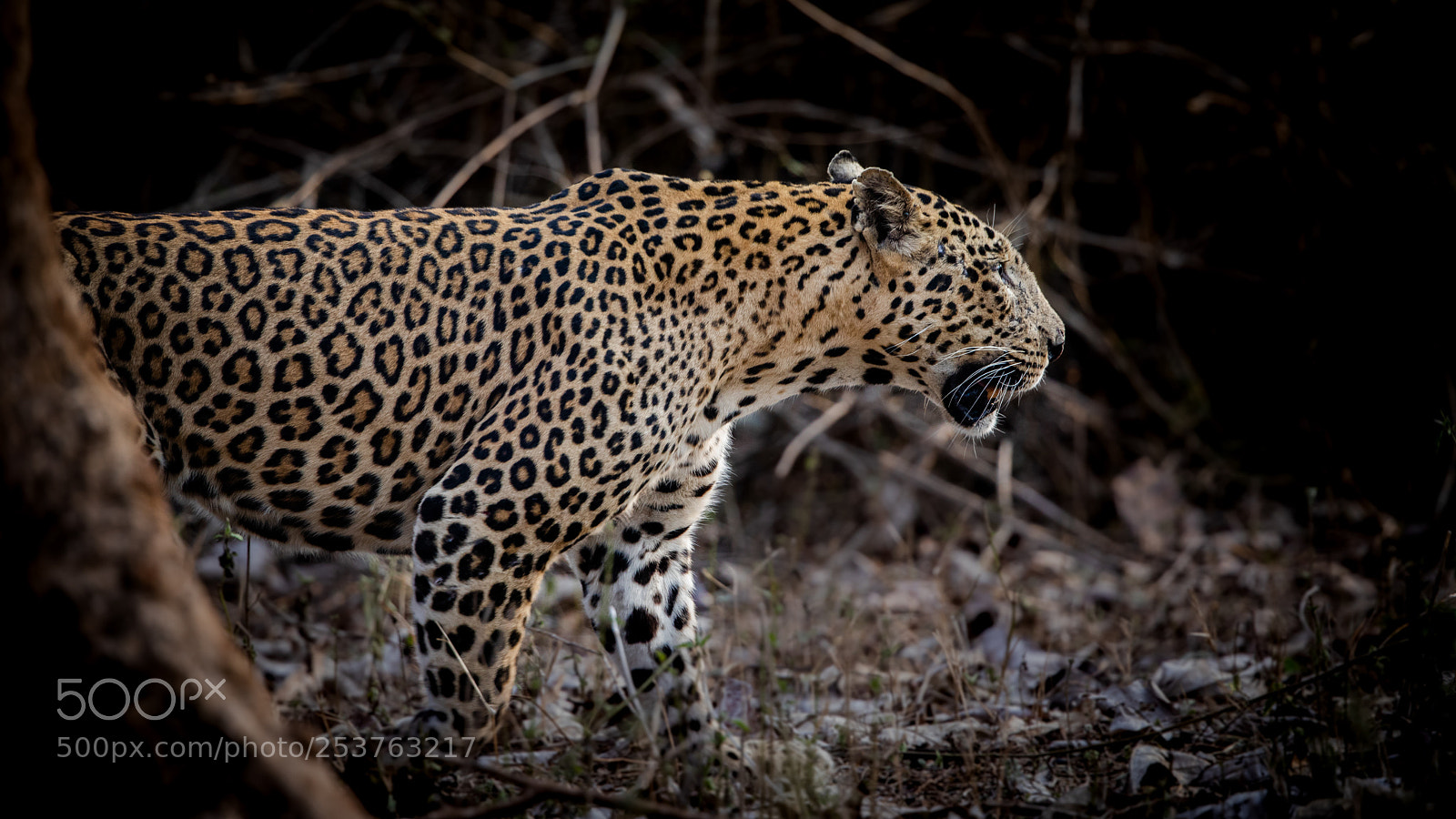 Canon EOS 5D Mark IV sample photo. Leopard... photography
