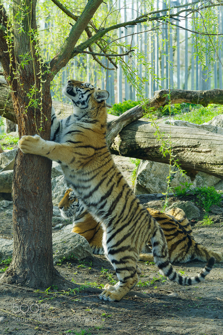 Pentax K-1 sample photo. Tiger photography